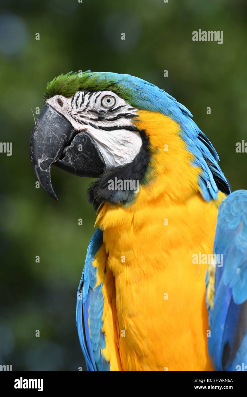 A blue and yellow macaw at Birdland Park and Gardens in Bourton-on-the-Water, Gloucestershire, UK Stock Photo