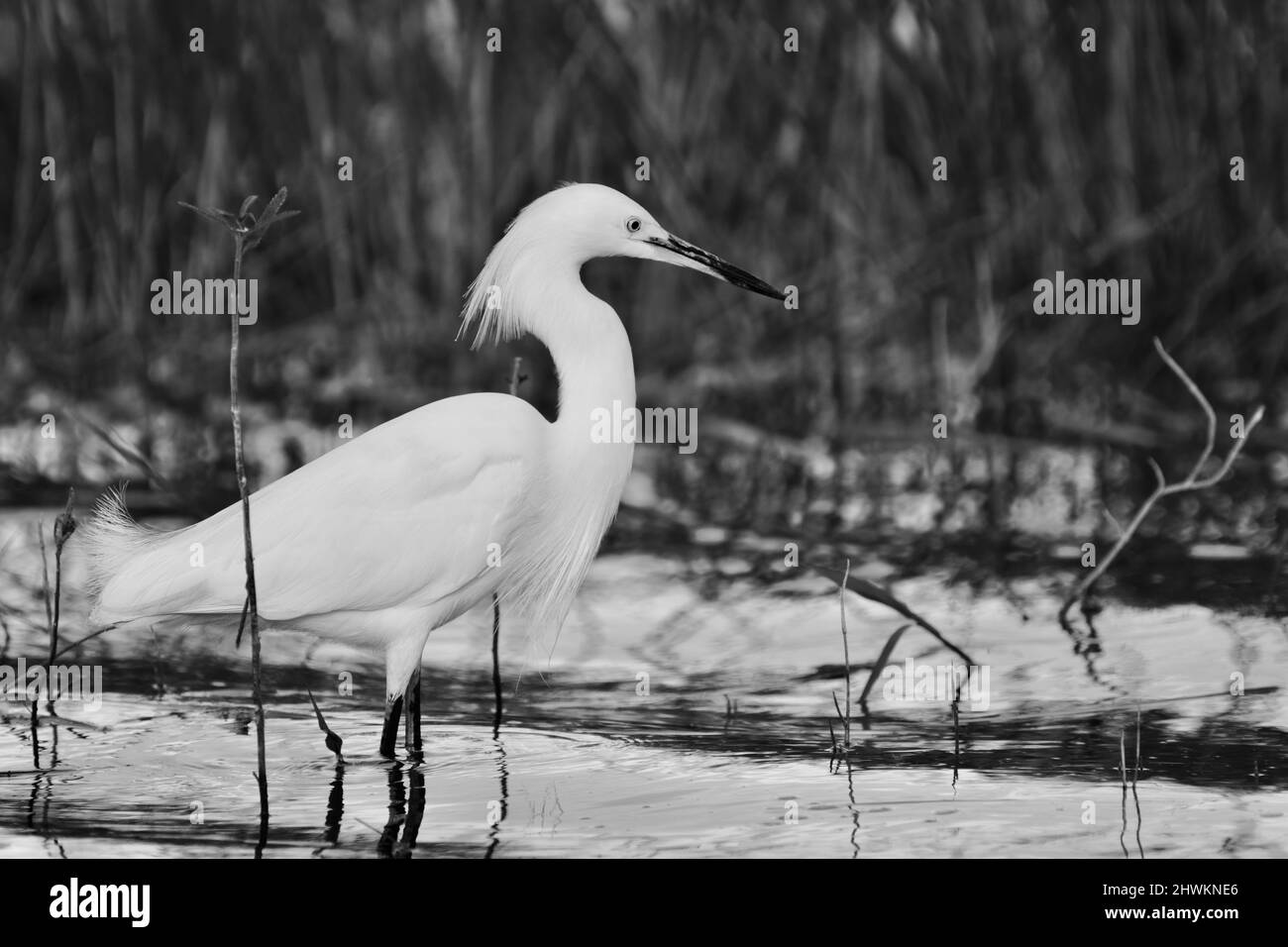 A lone Snowy Egret (Egretta thula), in black and white, in the water at the National Wildlife Sanctuary in Crooked Tree, Belize. Stock Photo