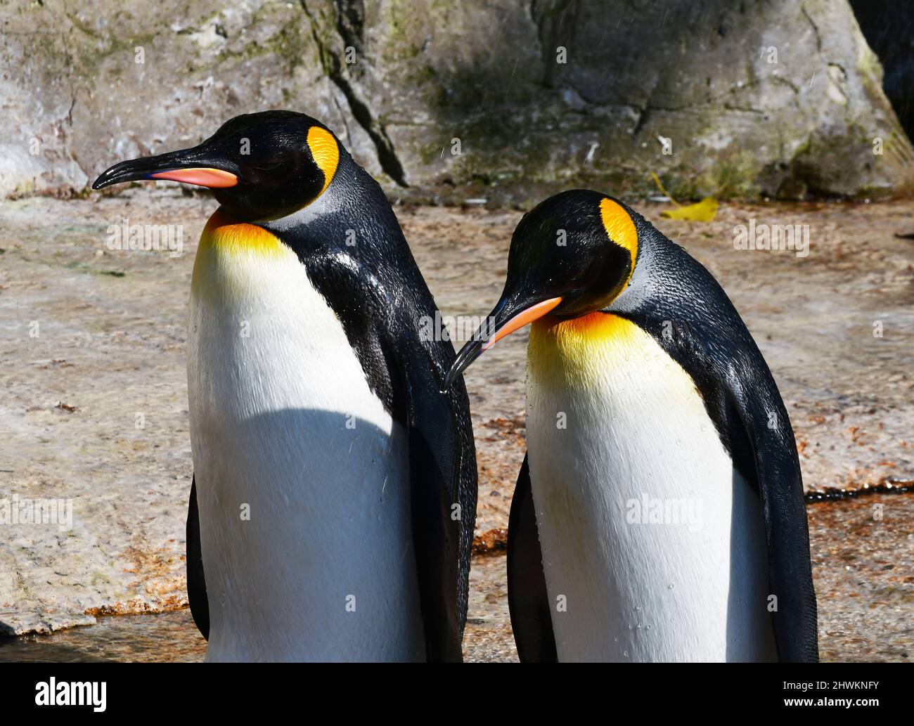 King Penguins in the Penguin Enclosure at Birdland Park and Gardens in Bourton-on-the-Water, Gloucestershire, UK Stock Photo