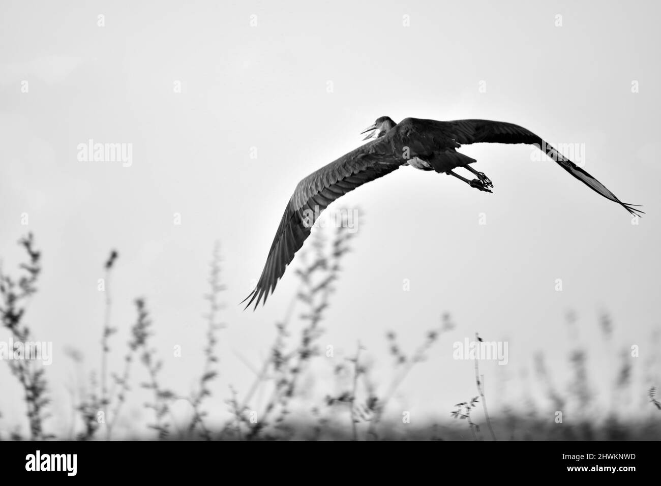 A Great Blue Heron (Ardea herodias), in flight, at the National Wildlife Sanctuary in Crooked Tree, Belize. Stock Photo