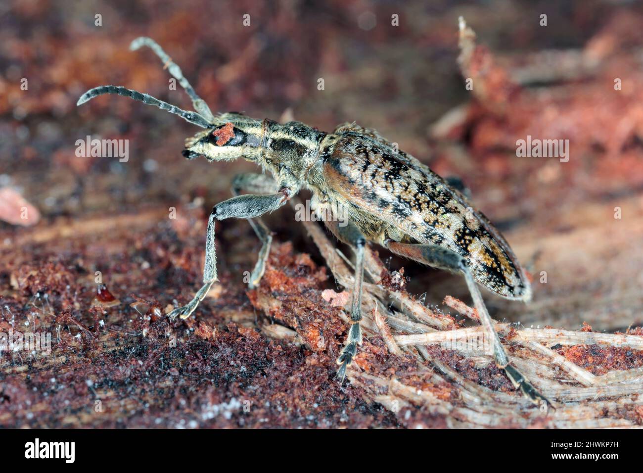 Ribbed pine borer - Rhagium inquisitor on wood. Stock Photo