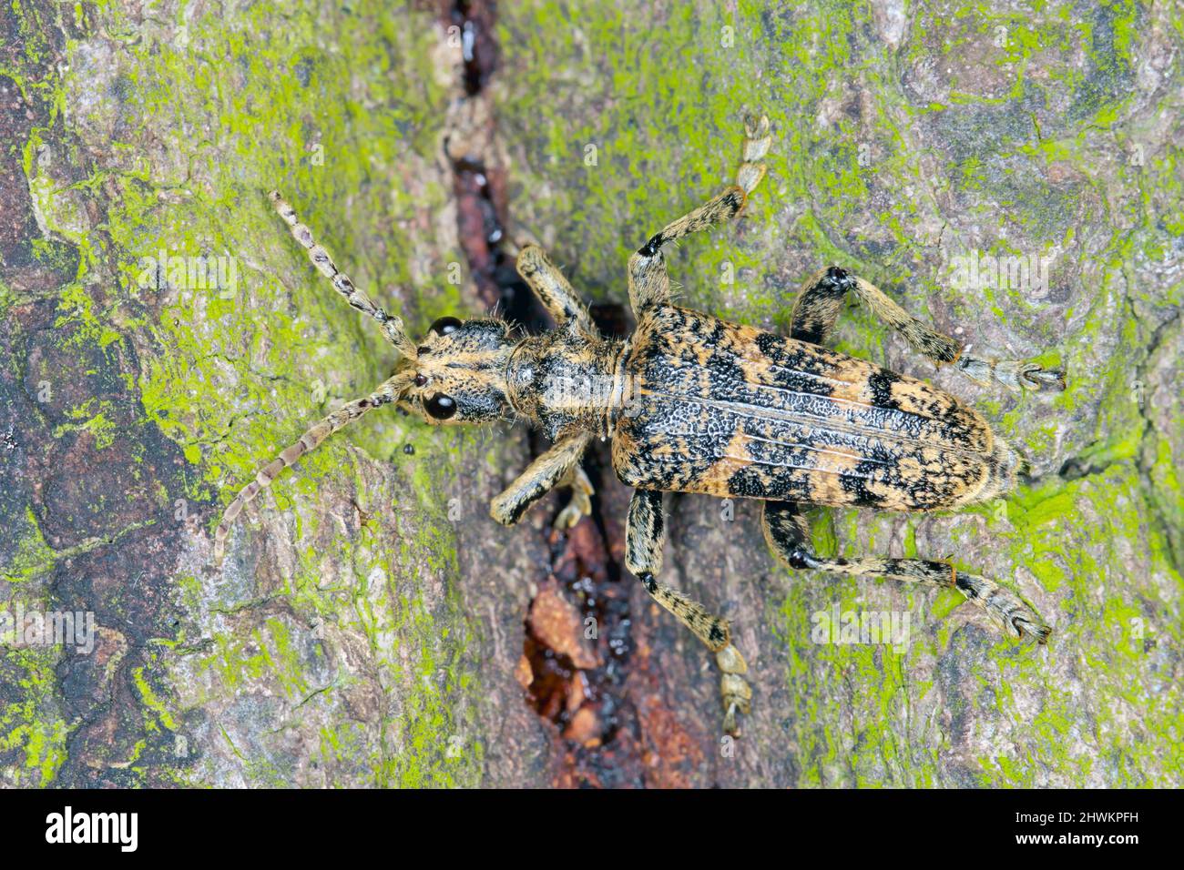 Longhorn Beetle Rhagium sycophanta (Cerambycidae) sitting on oak bark, macro photo Stock Photo