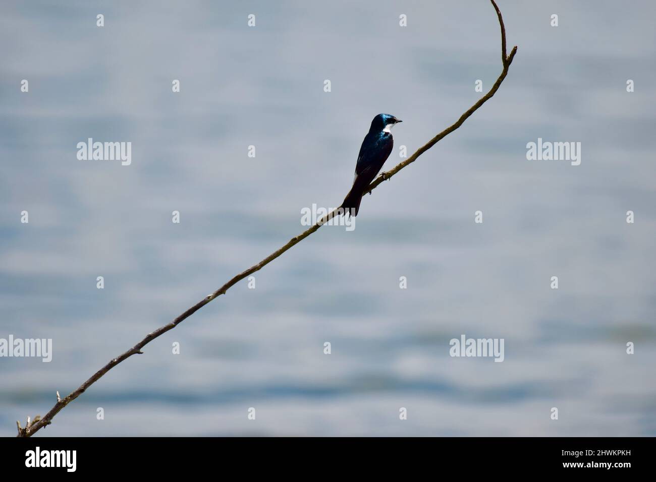 A lone mangrove swallow (Tachycineta albilinea) perched on a branch over the water at the National Wildlife Sanctuary in Crooked Tree, Belize. Stock Photo