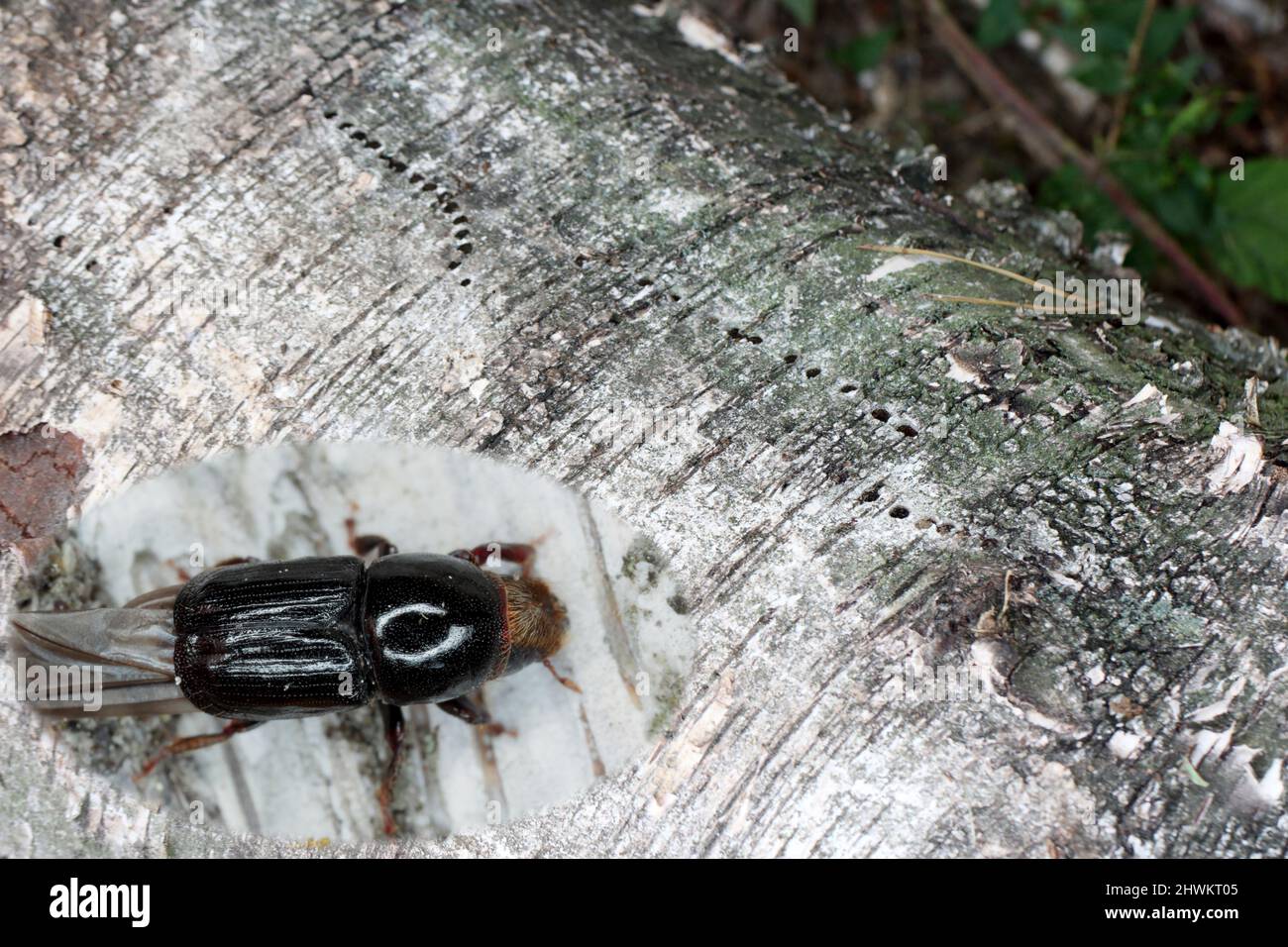 Birch bark beetler or birch sapwood borer (Scolytus ratzeburgi) on birch bark. Stock Photo