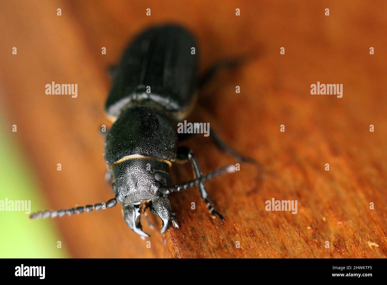 black long horn beetle - Spondylis buprestoides on wood. Stock Photo
