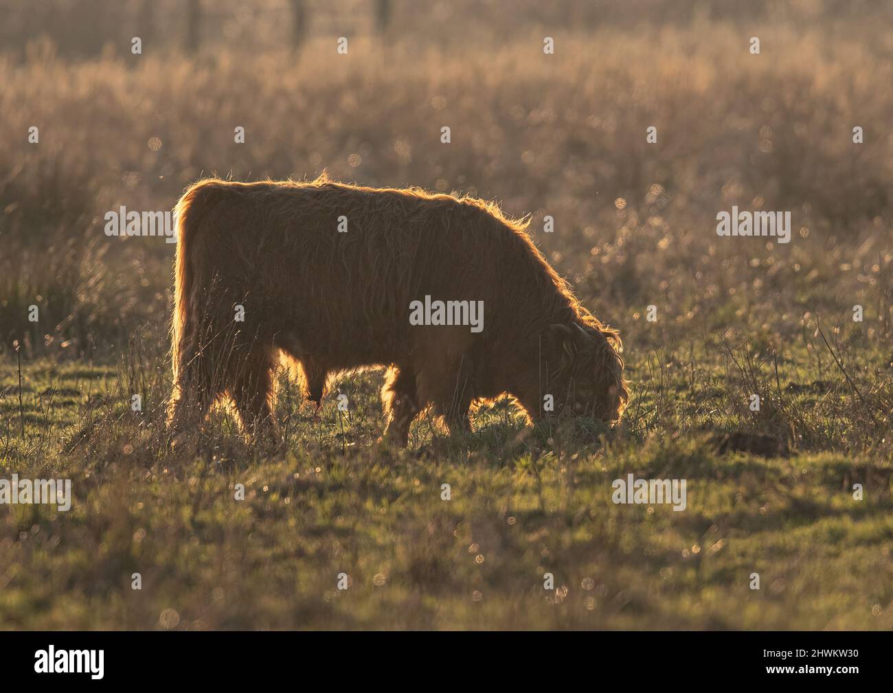 A young Highland Bull carring out conservation grazing in the Cambridgshire Fens . UK Stock Photo