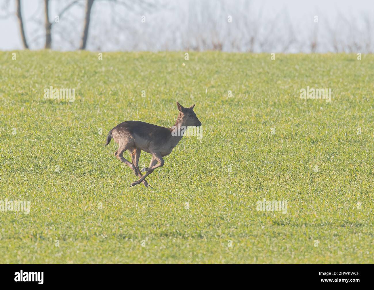 A dark coloured juvenile male Fallow deer running through a field of wheat . Suffolk, UK Stock Photo