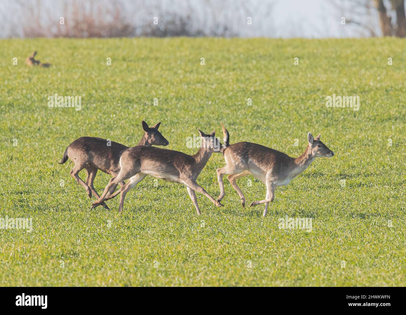 Three femal Fallow deer, of different colours, pale spotted through to dark brown running across a farmers field . Suffolk, UK. Stock Photo
