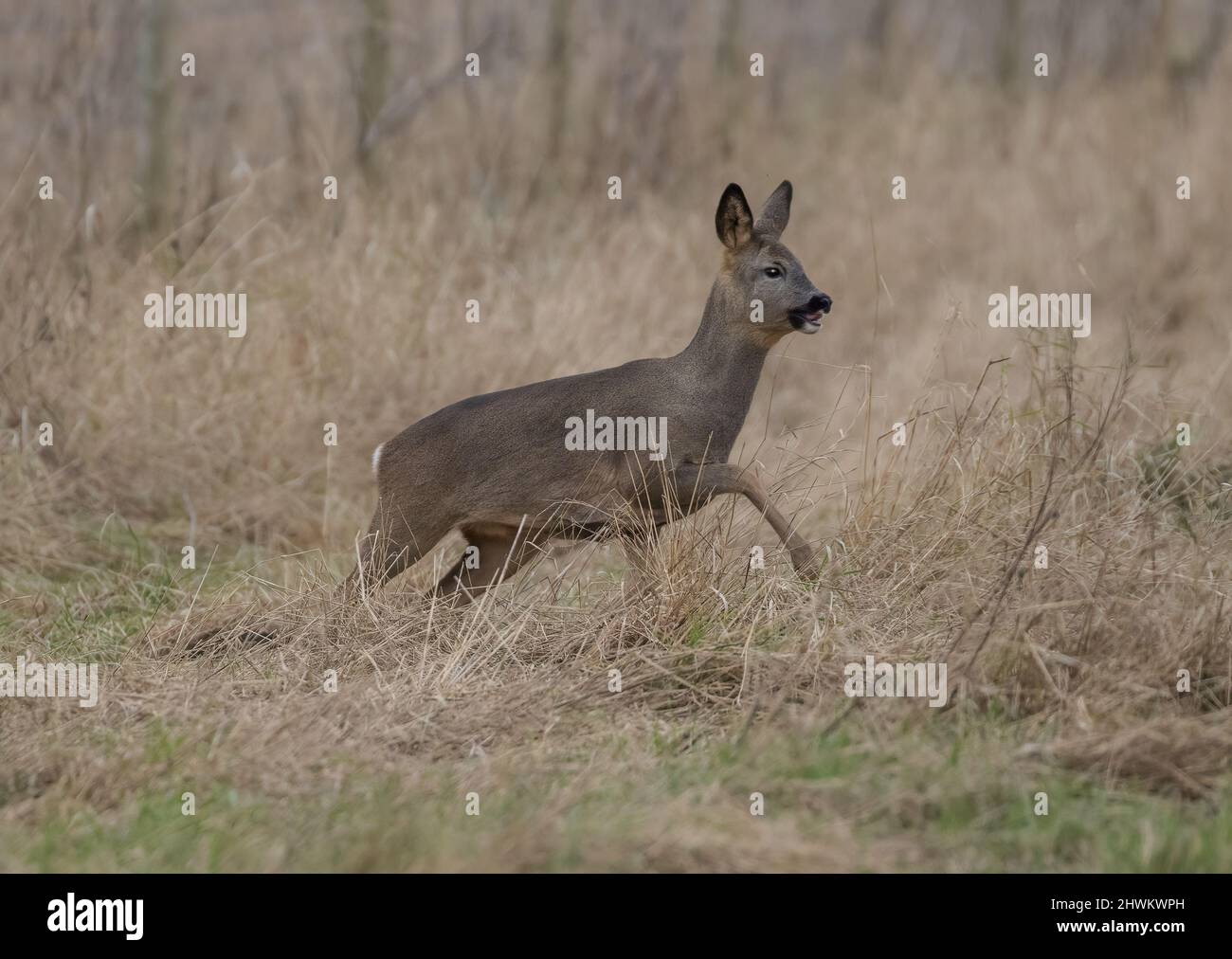 A female Roe Deer , showing her tongue,  while running through the winter grassland in the Cambridgeshire Fens. UK Stock Photo