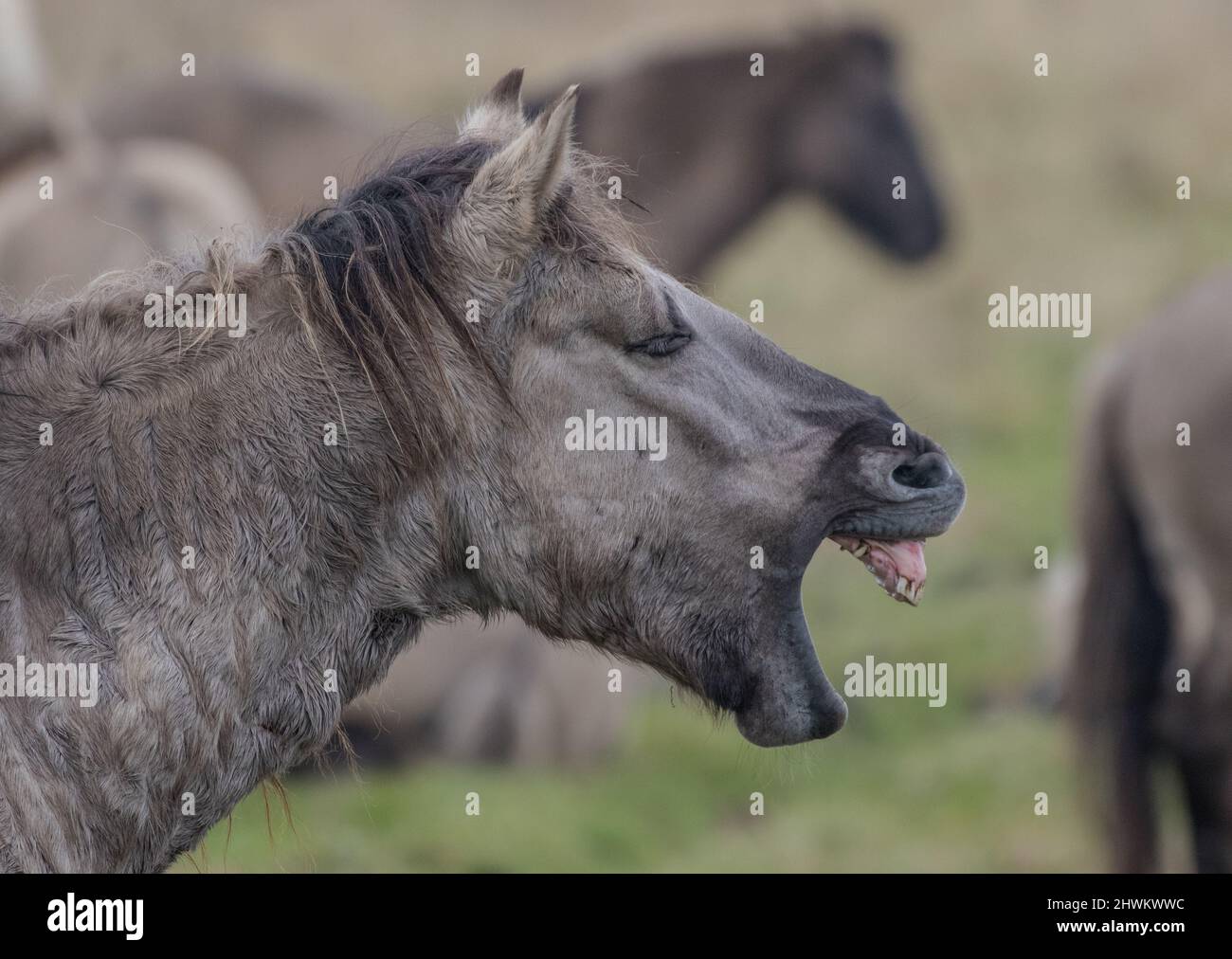 A close up of a hardy free roaming Konik pony having a good old yawn. This ancient breed is used for  conservation grazing  in the Fens, UK Stock Photo