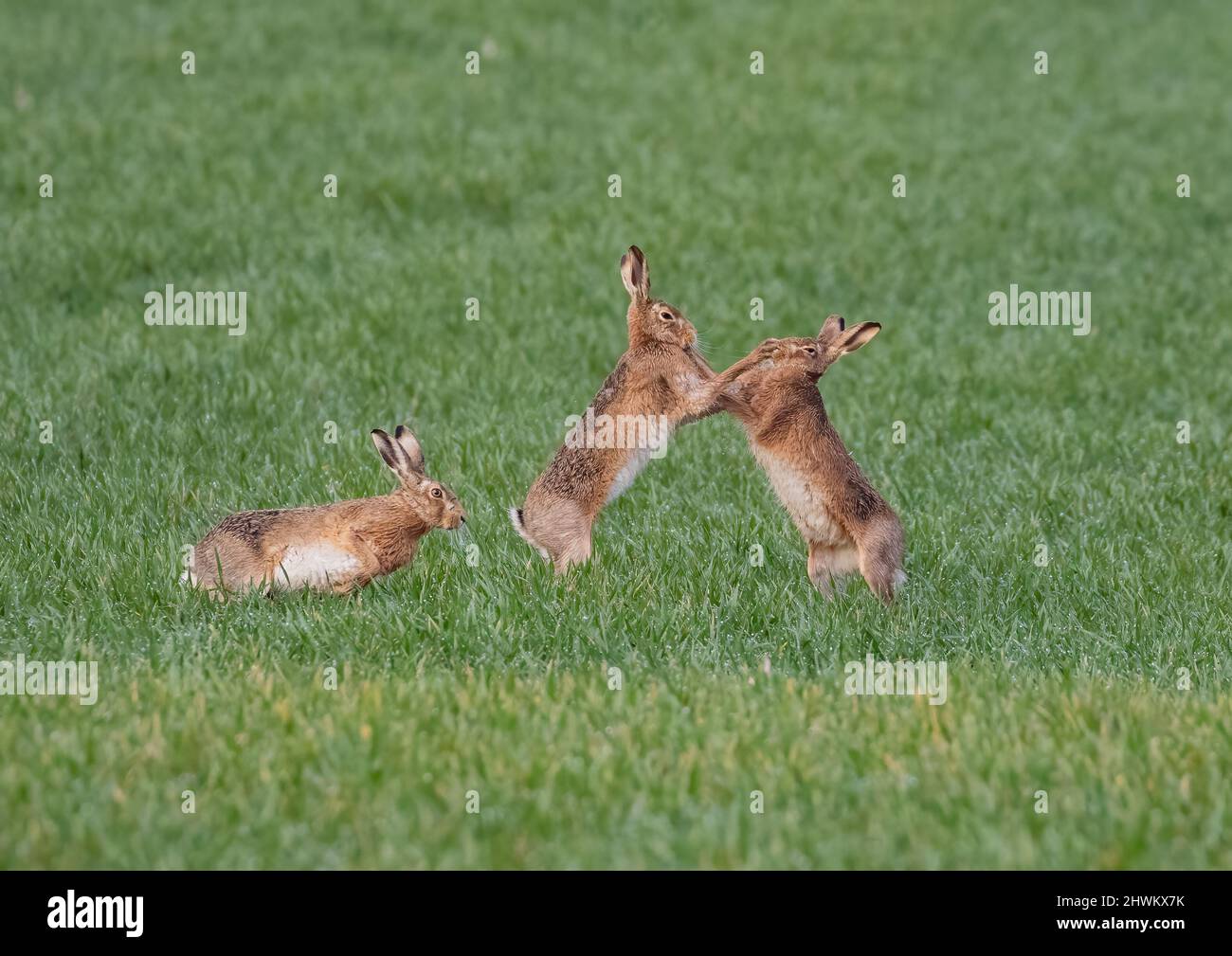 A punch on the nose.Three Brown hares battiling it out for  the attention of the female. Boxing, chasing and fighting in the dew. Suffolk,Uk Stock Photo