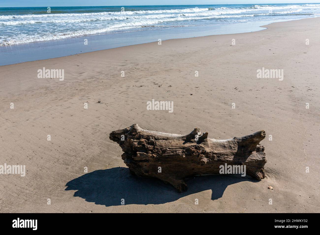 Wooden log in Platja de la Devesa, El Saler, Valencia province, Spain Stock Photo