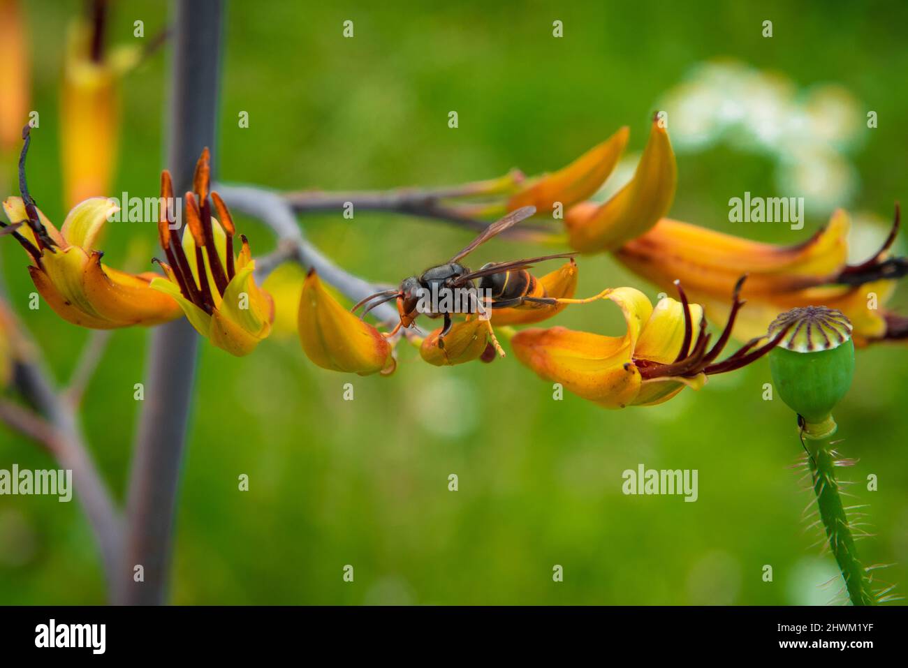 Asian hornet on yellow flower Stock Photo