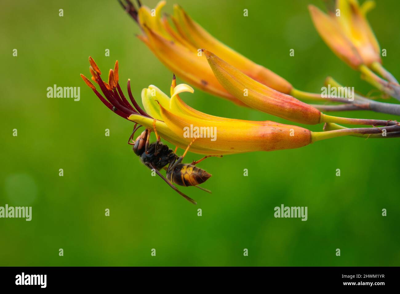 Asian hornet feeding on flower Stock Photo