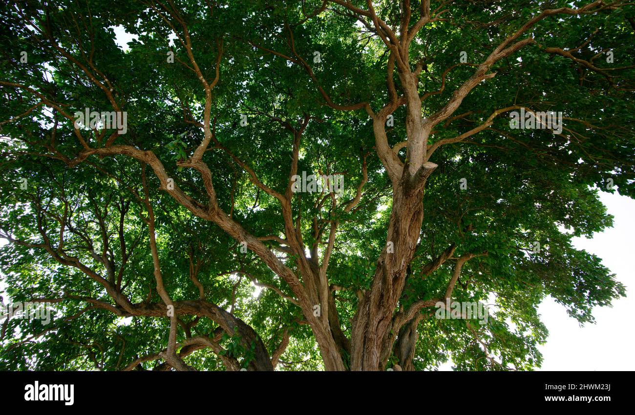 Low angle view of a tree Stock Photo