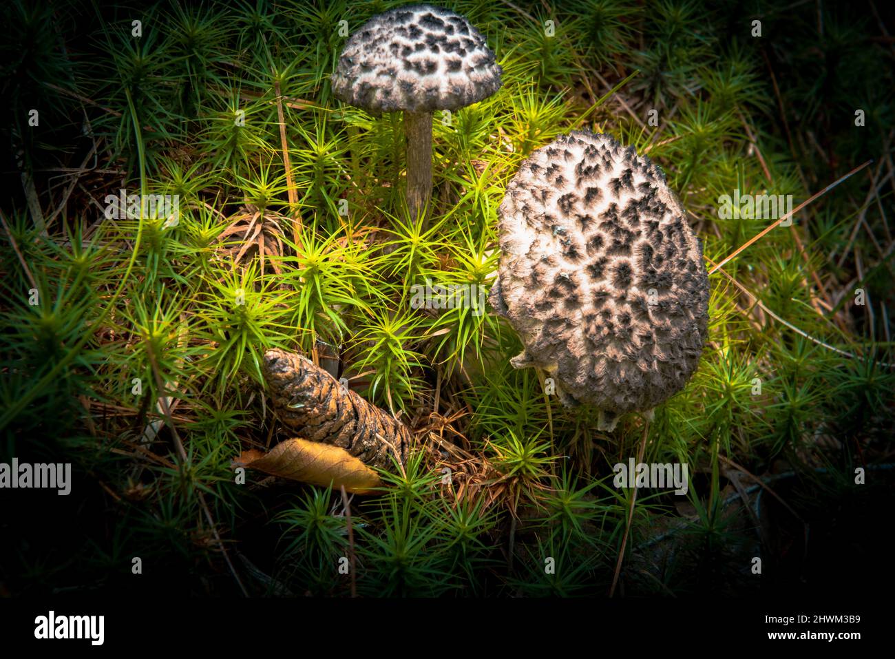 Strobilomyces floccopus or old man of the wood mushroom Stock Photo