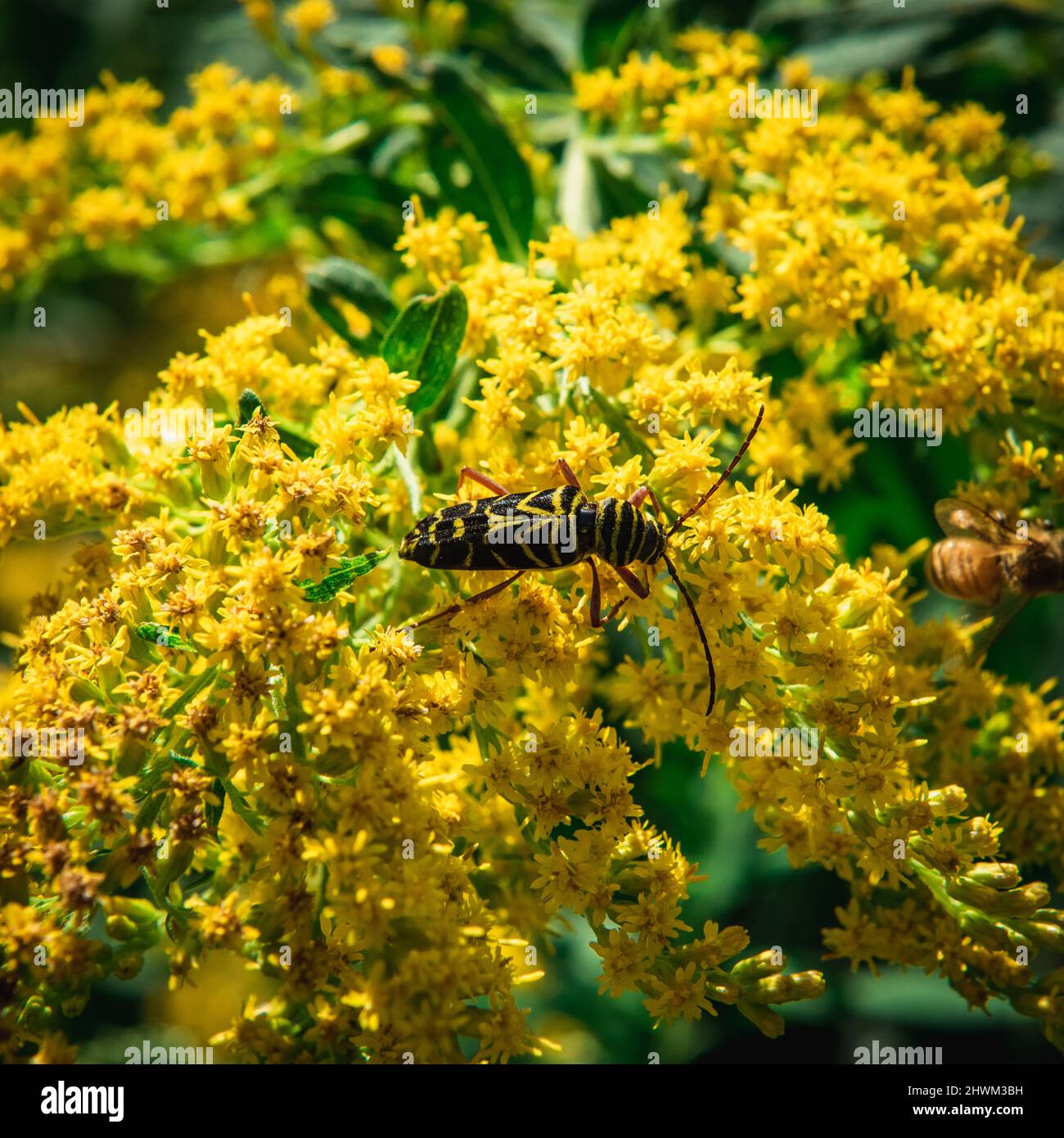 Megacyllene robiniae or locust borer on yellow flowers Stock Photo