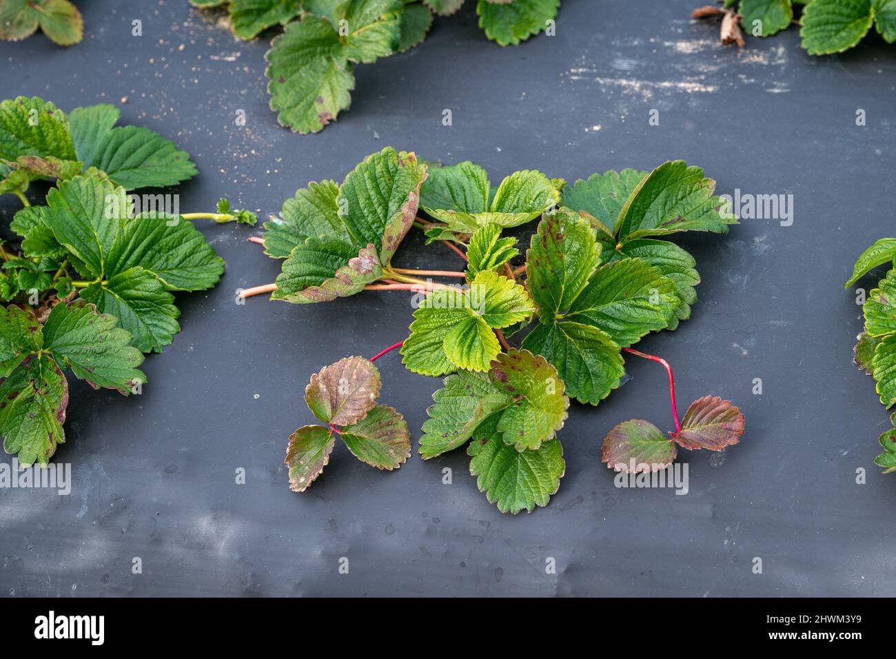 Strawberry crop growing under protective plastic (plastic mulch Stock