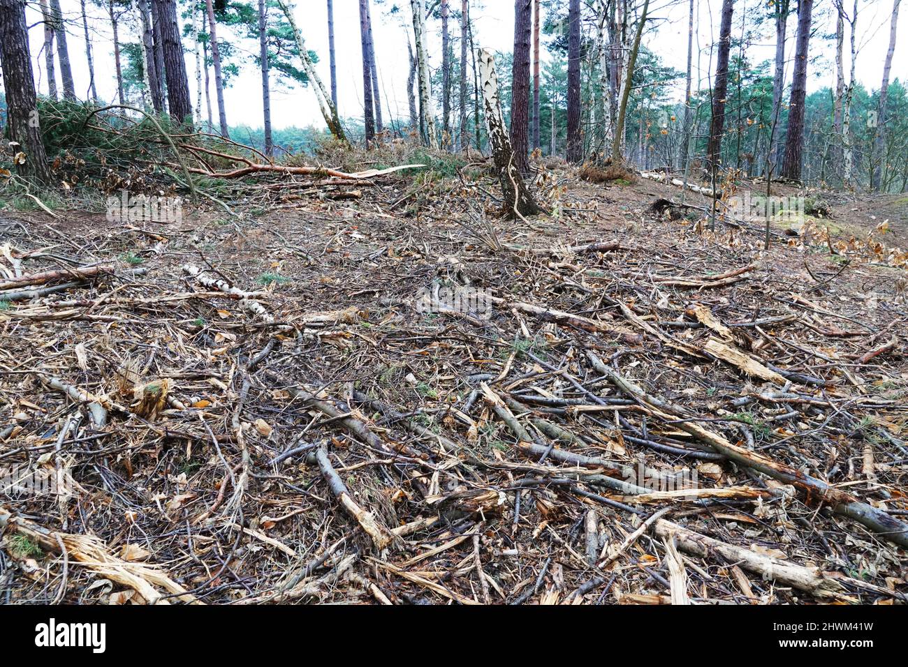 Storm damaged forest Stock Photo