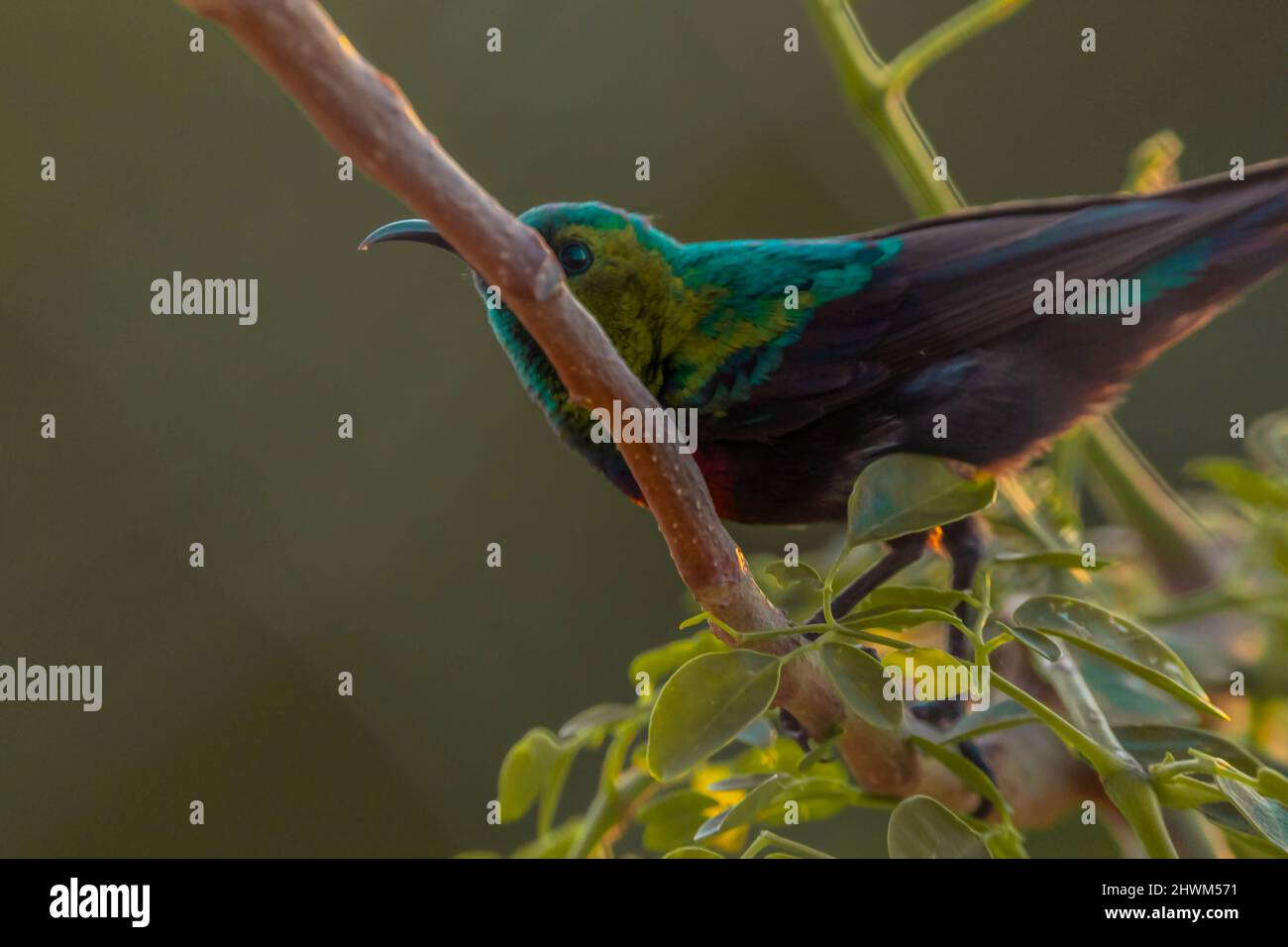 Loten's Sunbird or long-billed feeding on nectar Stock Photo