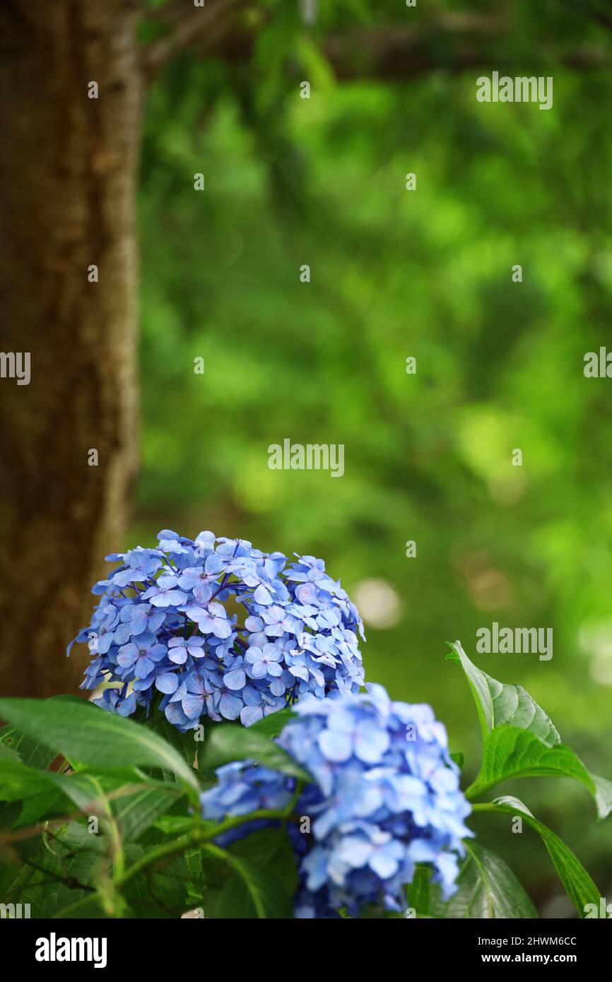 Hydrangea flowers blooming in a lush forest Stock Photo