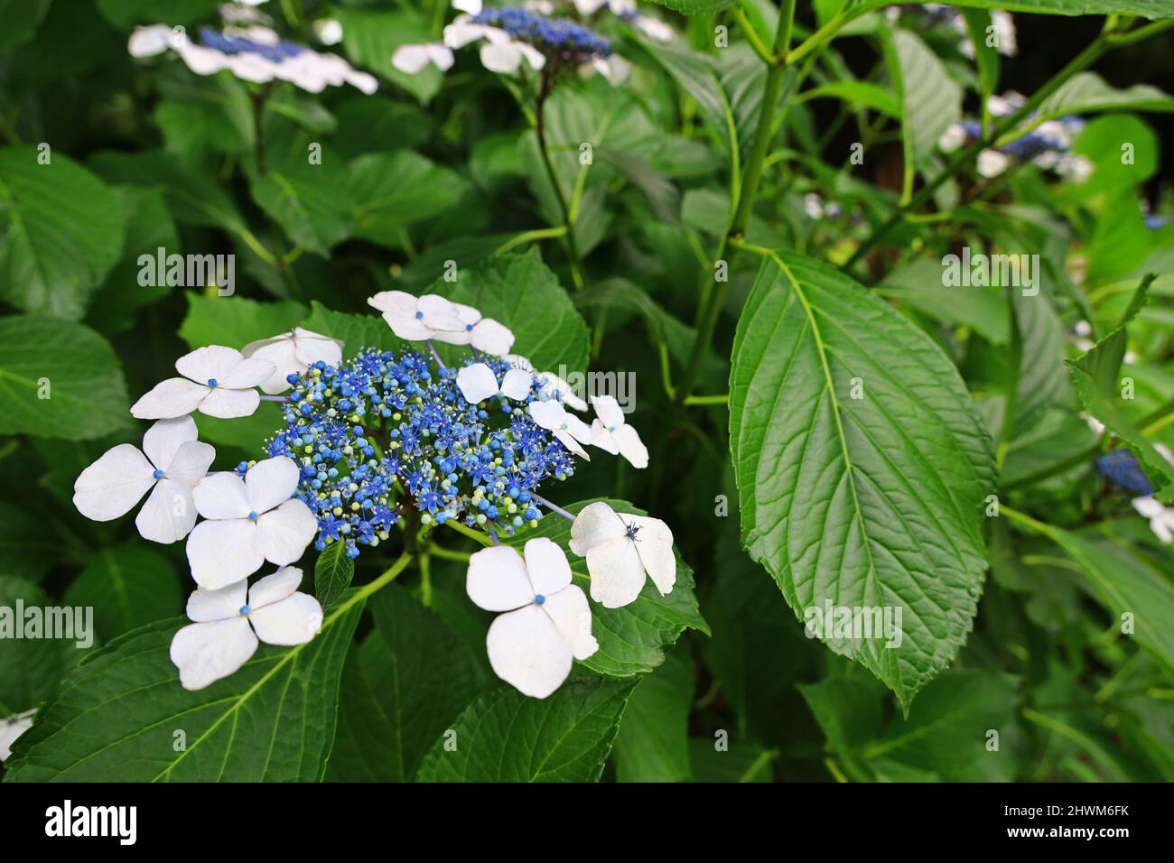 Close up photo of hydrangea flowers Stock Photo - Alamy