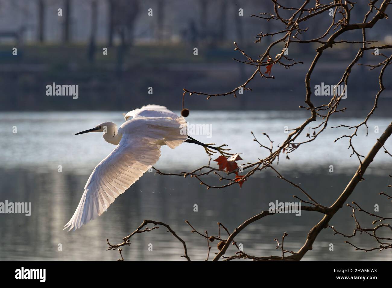Little Egret (Egretta garzetta) takes its flight over the lake Stock Photo