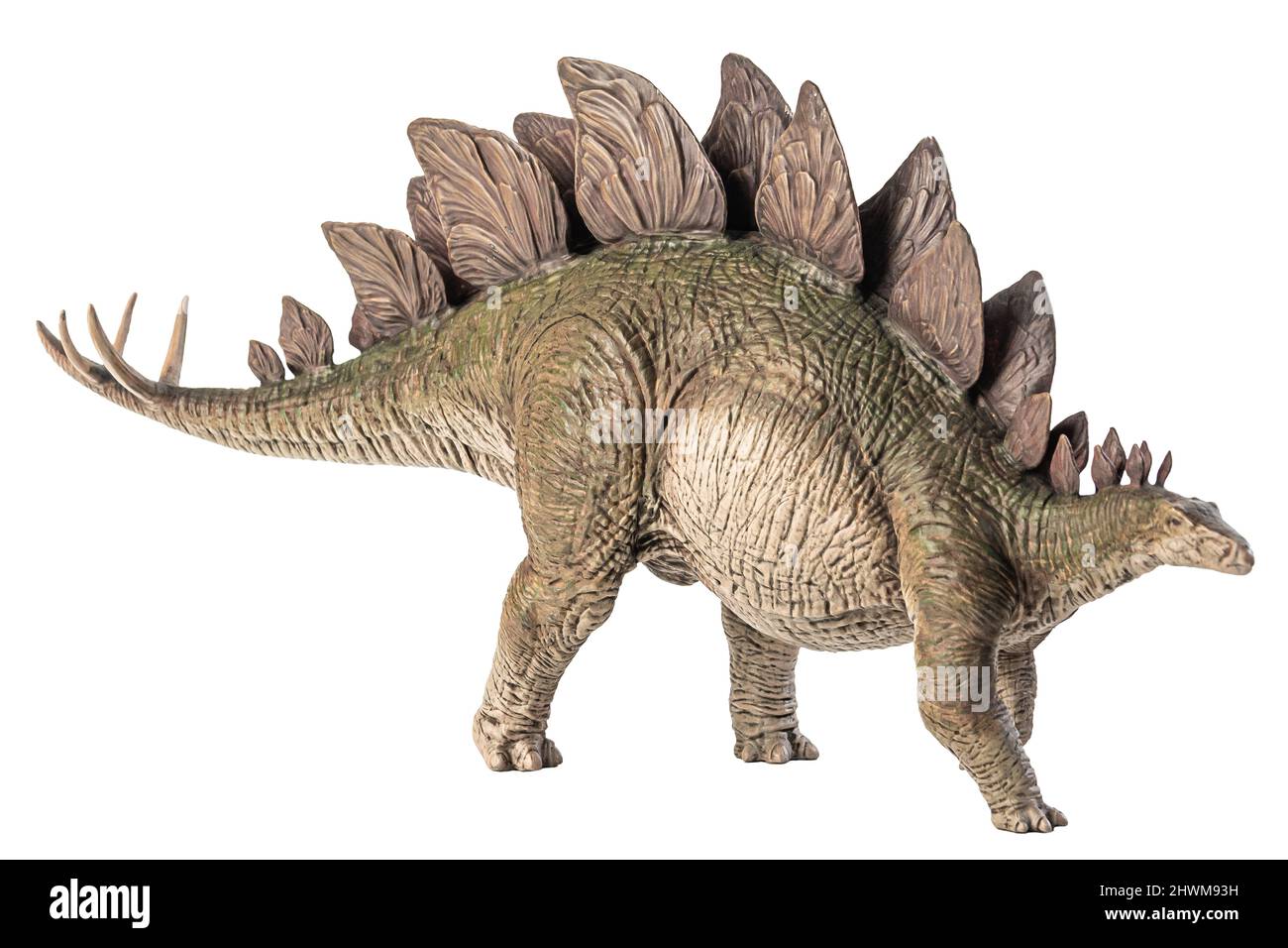 Stegosaurus Dinosaur on white background Stock Photo - Alamy