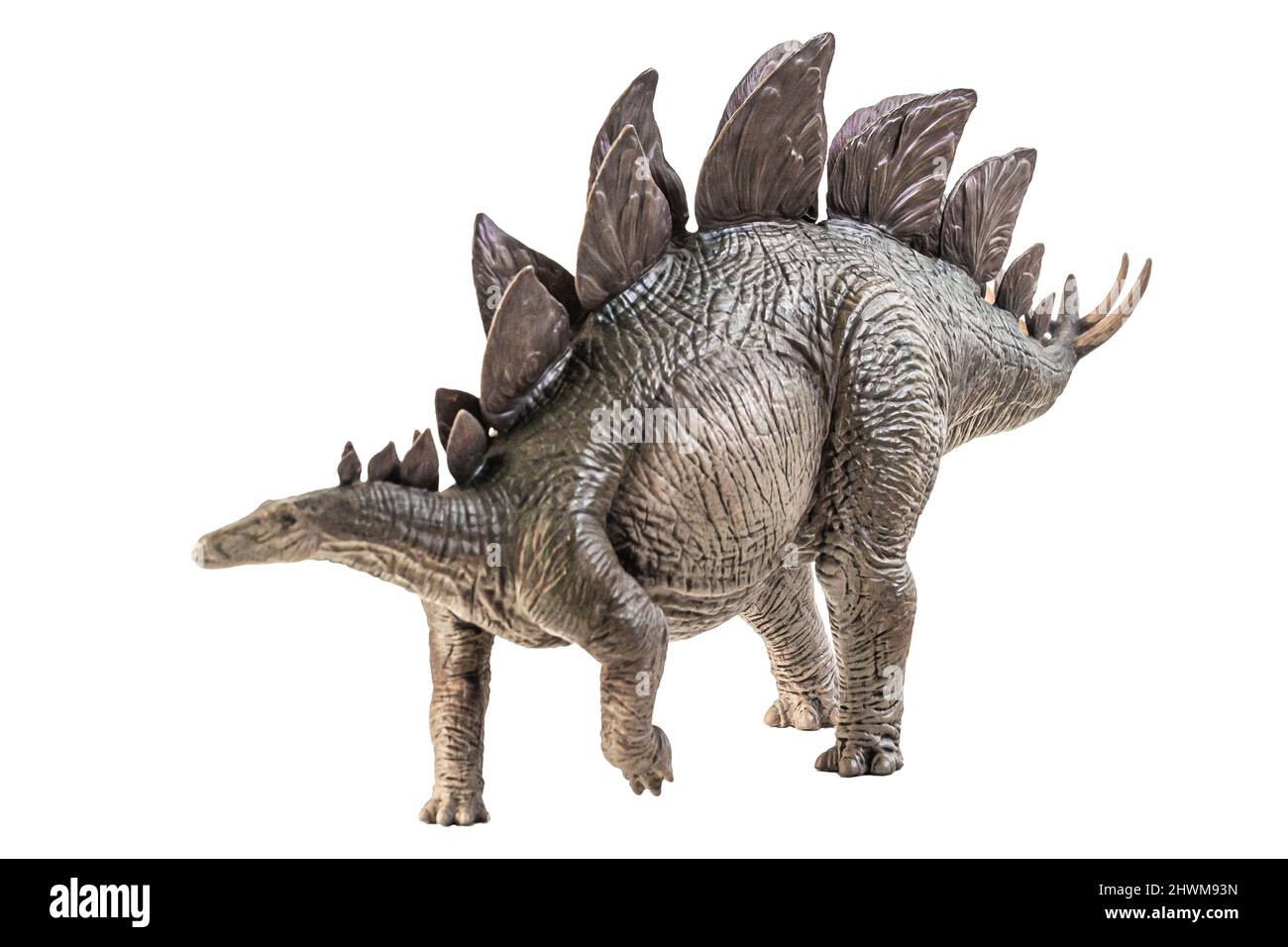 Stegosaurus Dinosaur on white background Stock Photo - Alamy