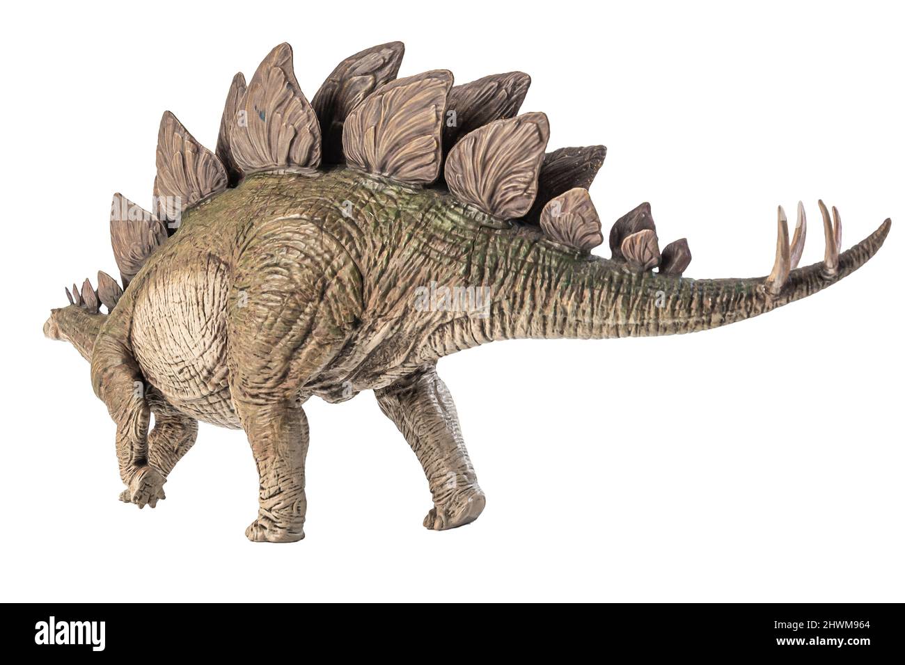 Stegosaurus Dinosaur on white background Stock Photo - Alamy