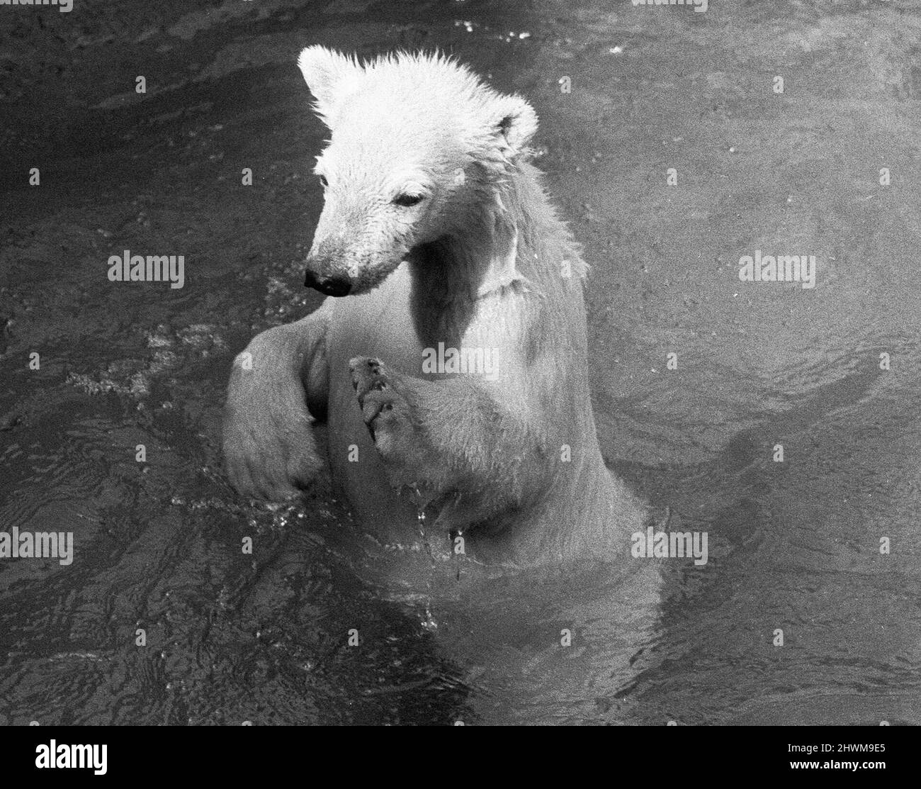 Paddiwack the London Zoo Polar Bear cub takes his first plunge into his pool and had a swim, frolicked, splashed and thoroughly enjoyed himself.A zoo spokesman said 'Paddiwack has been the most reluctant Polar Bear cub to swim in the history of the Zoo'.  27th April 1973 Stock Photo