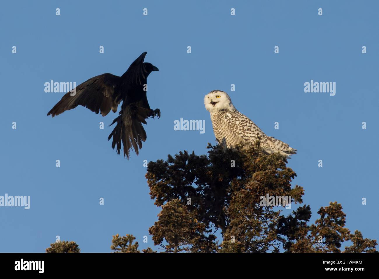The Crow Attack American Crow vs Snowy Owl Stock Photo Alamy