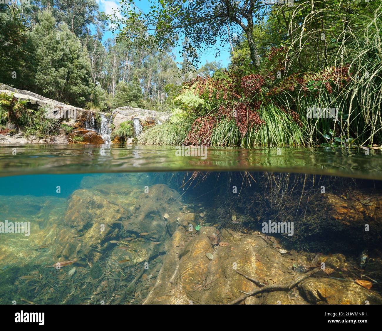 River bank vegetation with small waterfall in background, split level view over and under water, Spain, Galicia, Pontevedra province Stock Photo