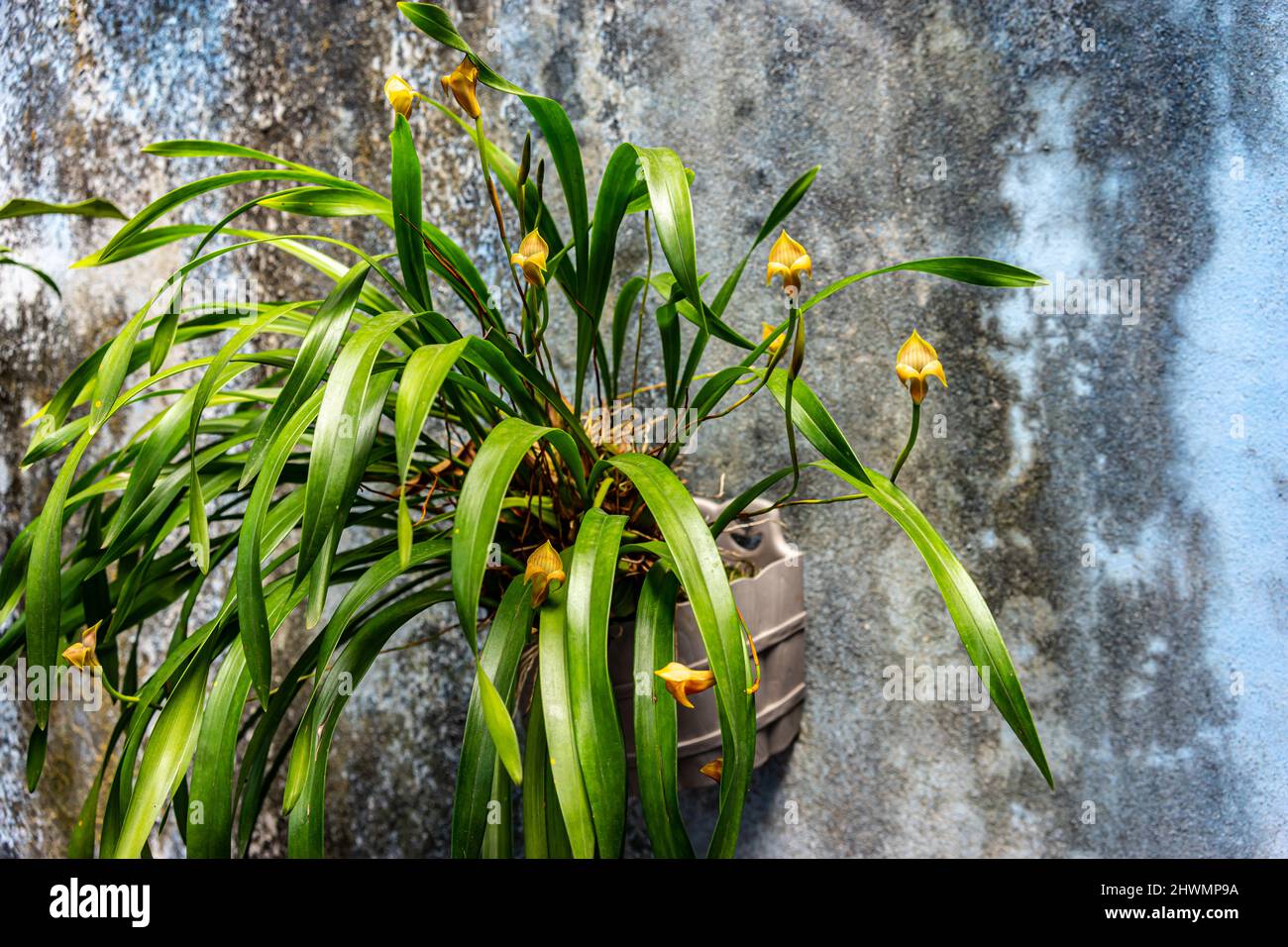 Maxillaria egertonianum, also known as Trigonidium egertonianum, growing against a blue wall coated with moss in Jinotega, Nicaragua Stock Photo