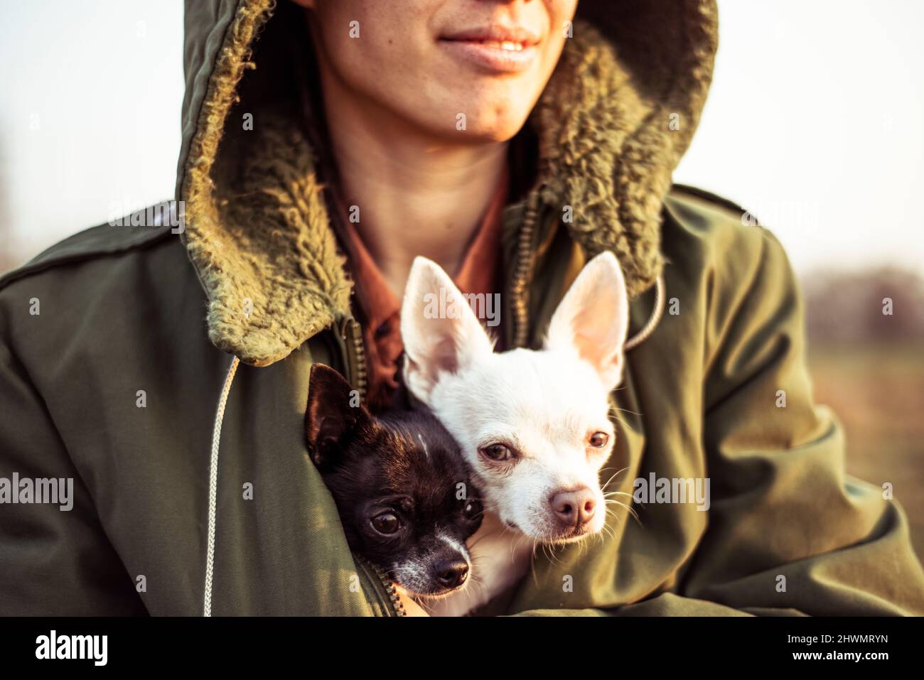 close up frame of two cute dogs kept warm in jacket in afternoon sun