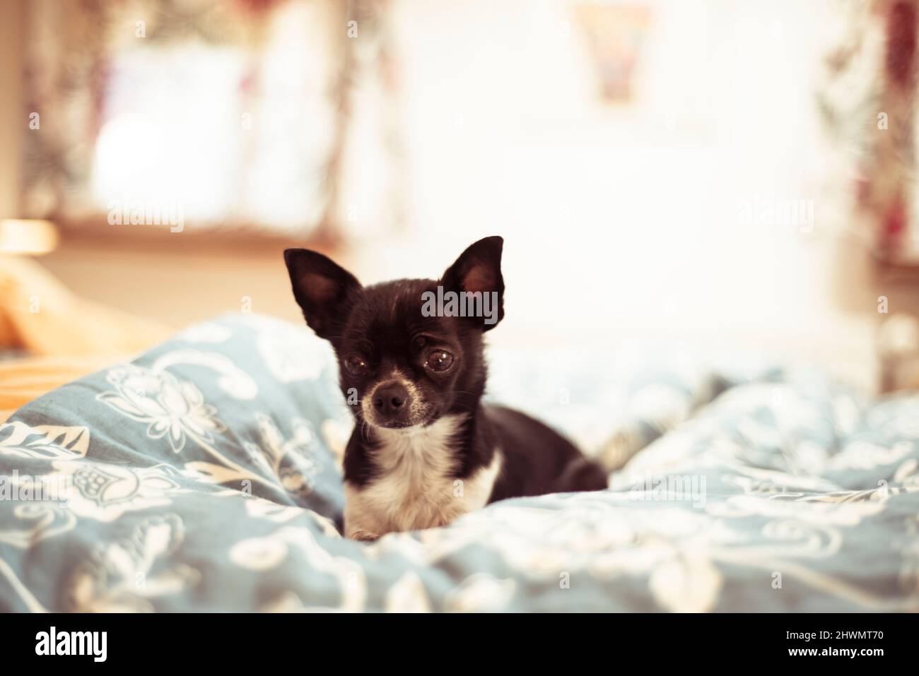 Cute black tiny chihuahua dog cosy on soft bed Stock Photo Alamy