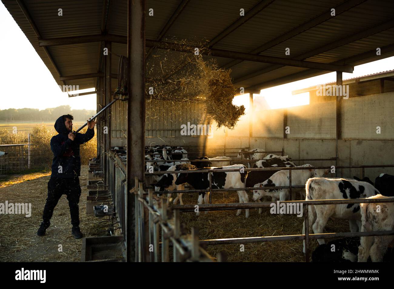 Strawer Farmer strawing the calves in the stable Stock Photo - Alamy