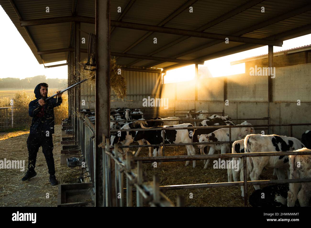 Strawer Farmer strawing the calves in the stable Stock Photo - Alamy
