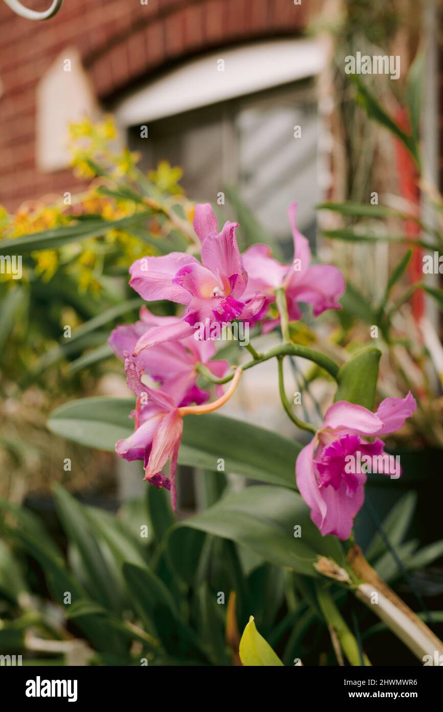 Closeup of bright pink flowers in a garden in front of a brick house ...