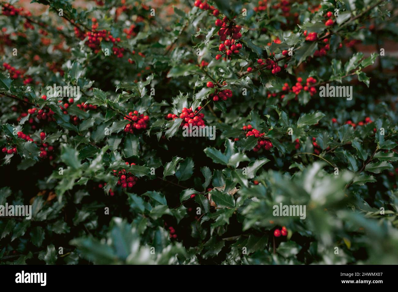 Holly bush with green foliage and red berries Stock Photo - Alamy