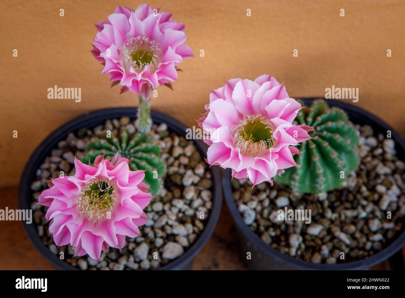 pink flower of echinopsis cactus blooming in planting pot Stock Photo