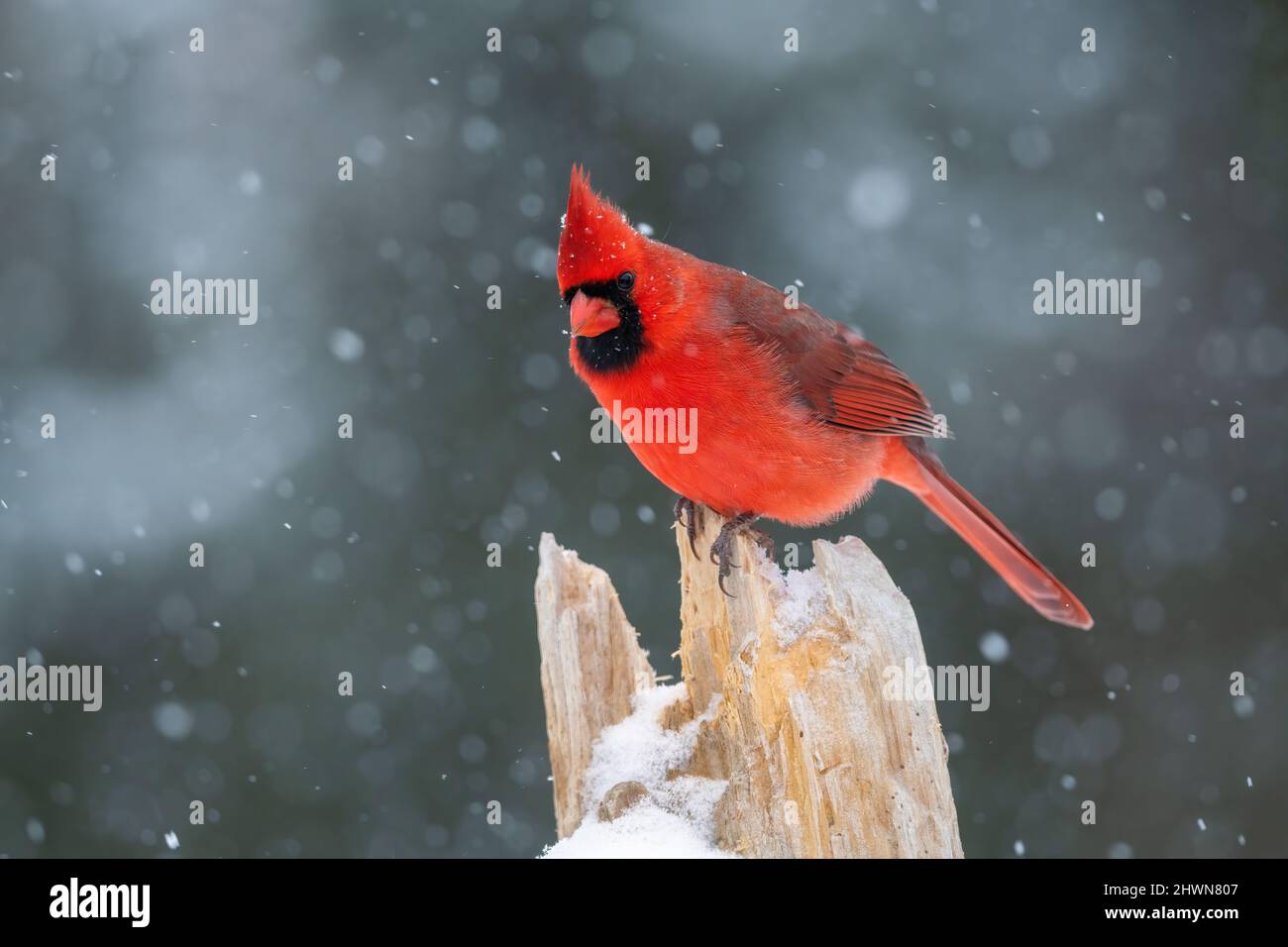 Northern Cardinal (Cardinalis cardinalis), perched, Winter, E North America, by Dominique Braud/Dembinsky Photo Assoc Stock Photo