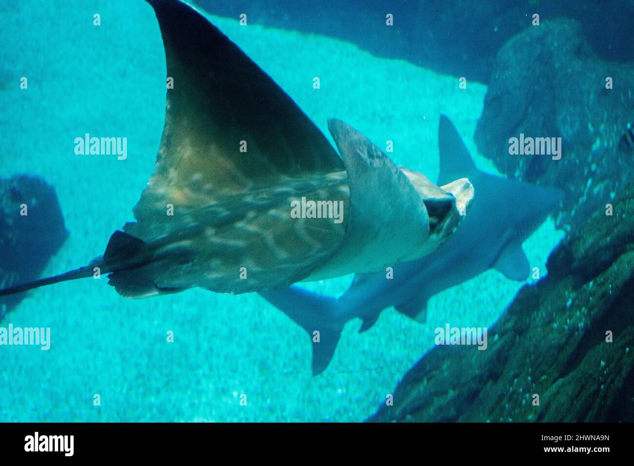 Aetomylaeus bovinus, also known as the bull ray, a species of large stingray of the family Myliobatidae found around the coasts of Europe and Africa. Stock Photo