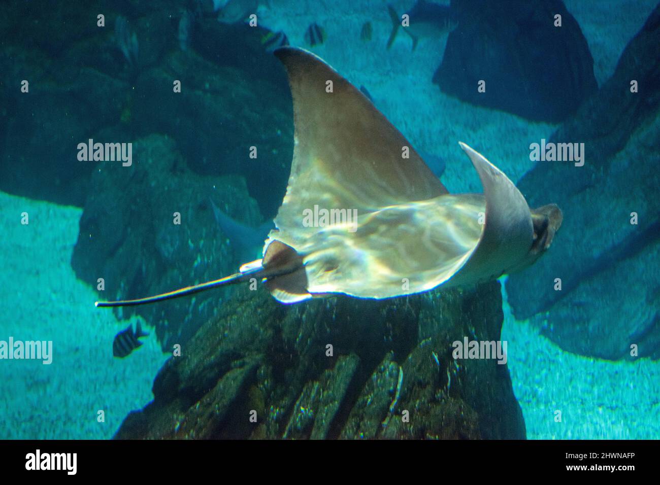 Aetomylaeus bovinus, also known as the bull ray, a species of large stingray of the family Myliobatidae found around the coasts of Europe and Africa. Stock Photo