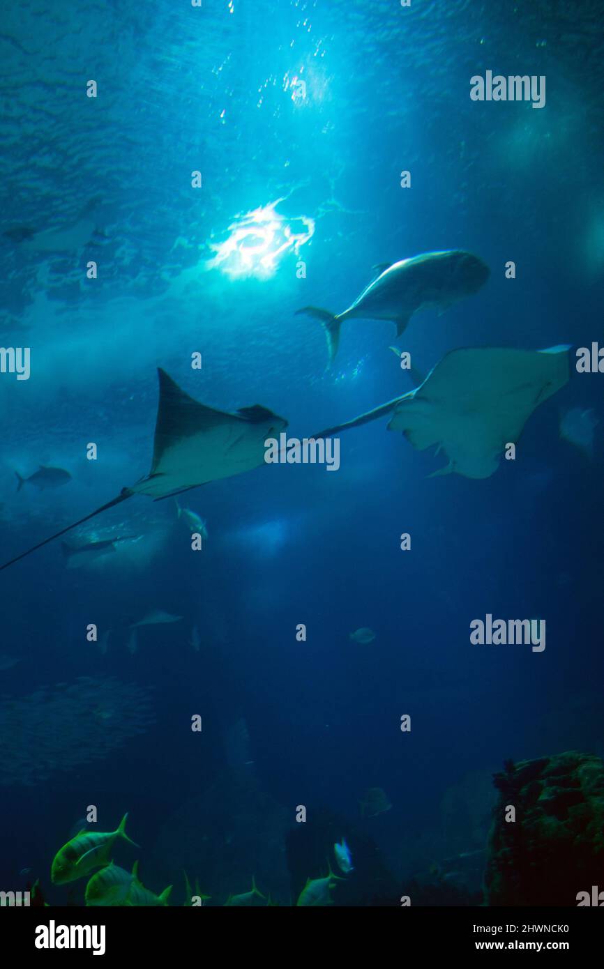 Ocean tank on Lisbon aquarium, big mantas amd Stingrays swimming underwater. Blue ocean life. Stock Photo