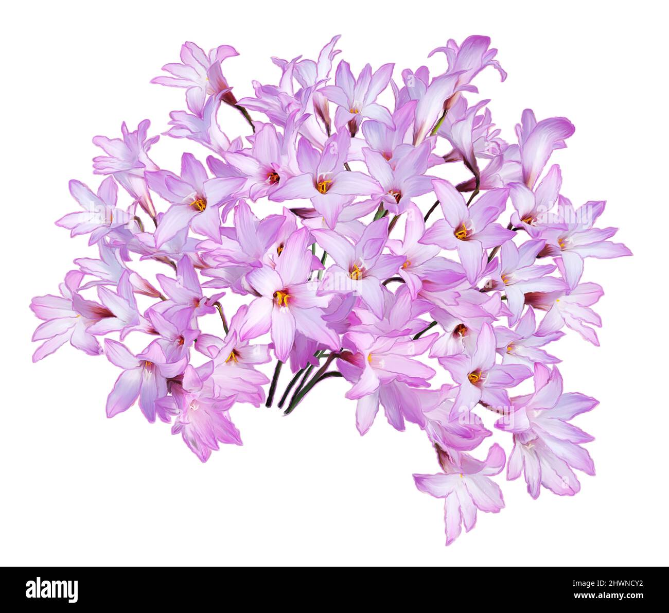 Pink rain Lily (Zephyranthes rosea) Flowers isolated on white background.Digital illustration Stock Photo