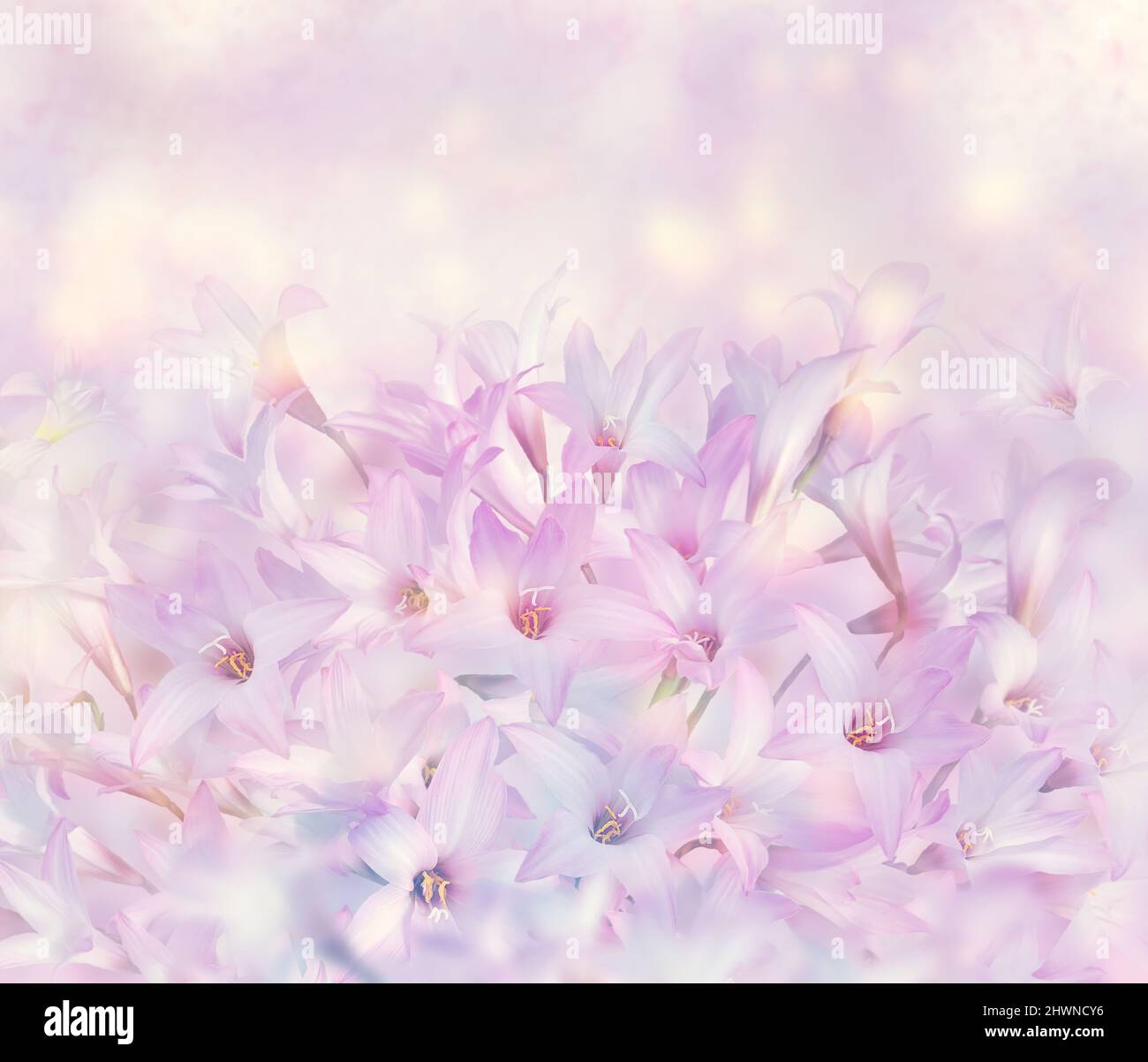 Pink rain Lily (Zephyranthes rosea) Flowers . Stock Photo