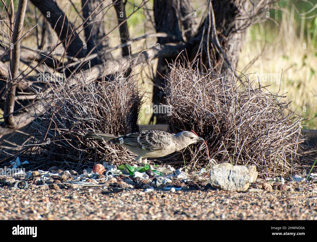 Great bowerbird at a nest in  North Queensland, Australia. Stock Photo