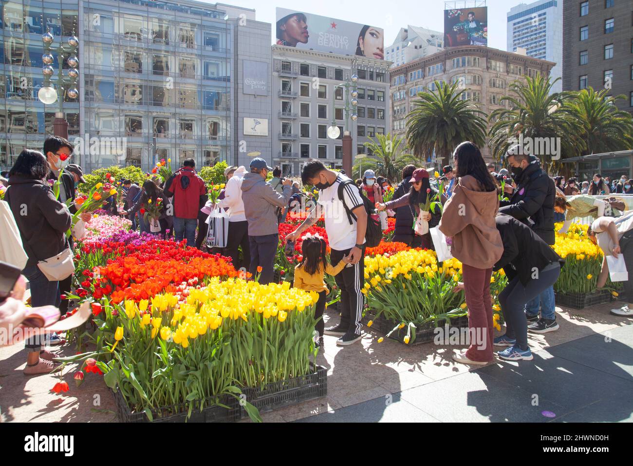 Free Tulips Draw Thousands to S.F. Union Square, California Stock Photo