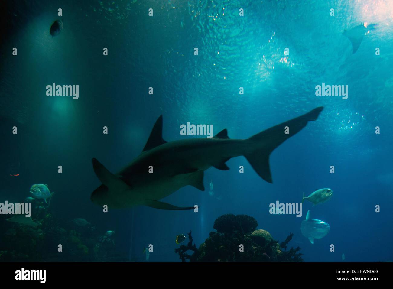 Medium size shark cruising the blue waters Stock Photo